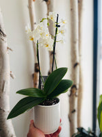 Potted Piccola Orchid