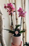 Potted Piccola Orchid