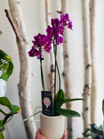Potted Piccola Orchid