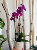 Potted Piccola Orchid