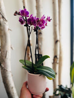 Potted Piccola Orchid