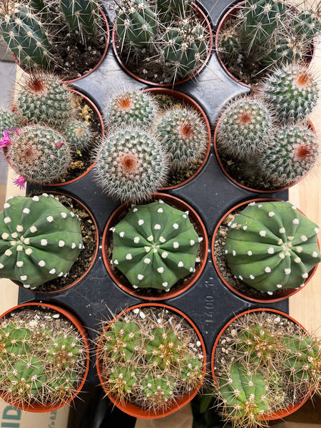 4” Cacti