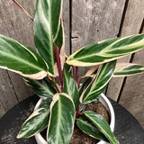 Potted, Stromanthe