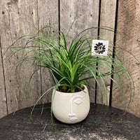 Potted, Ponytail Palm