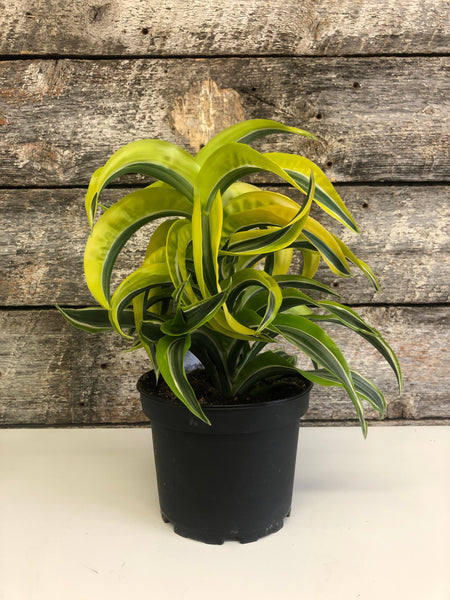 Dracaena Lemon Surprise